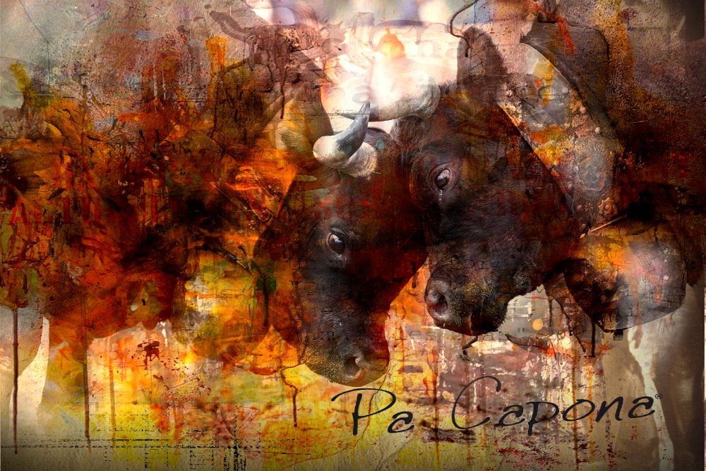 Kuhtag — Prépartion avant combat - Vache d'Hérens - Projet 1 by Adélia Clavien