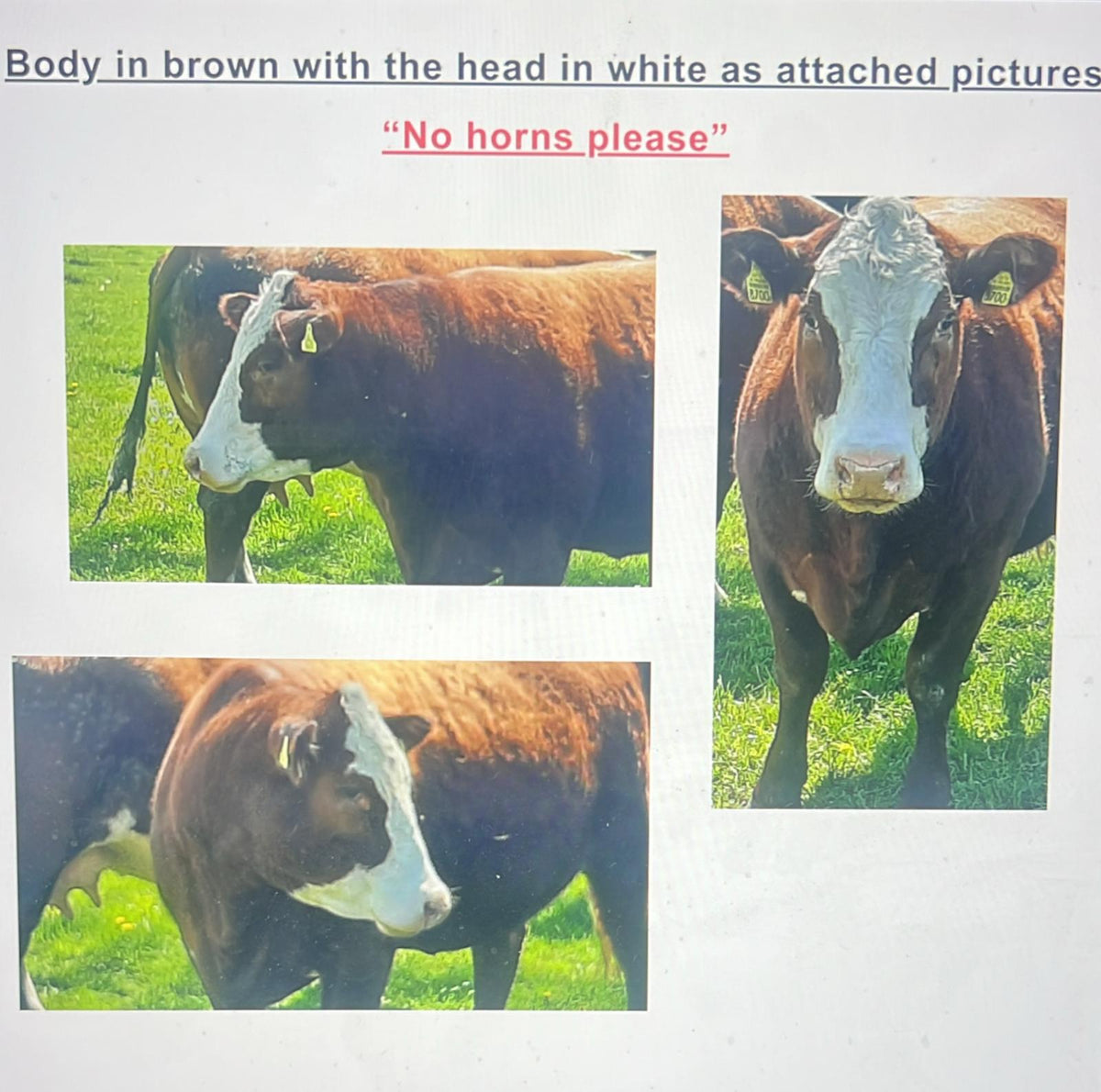 Brief client avec photos de référence pour une vache sur mesure