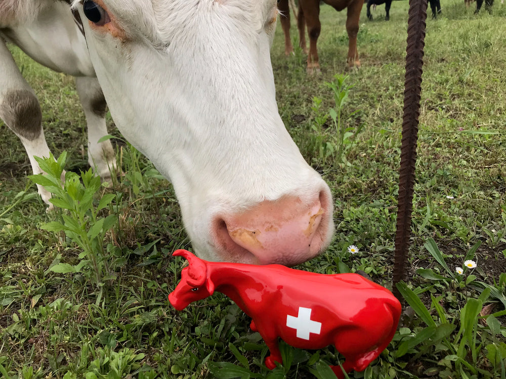 Une vraie vache renifle une petite vache Kuhtag à croix suisse